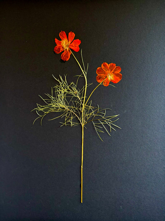Pressed Crimson Coreopsis On Black