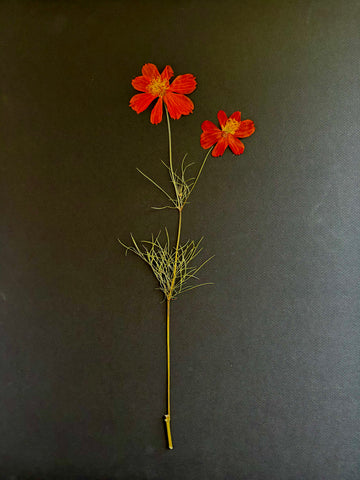Pressed Crimson Coreopsis On Black II
