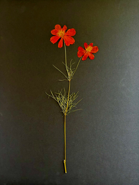 Pressed Crimson Coreopsis On Black II