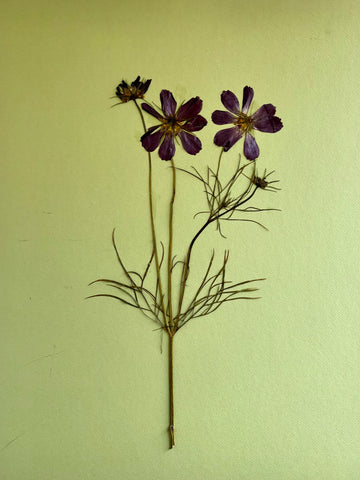 Pressed Purple Coreopsis on Moss Ground
