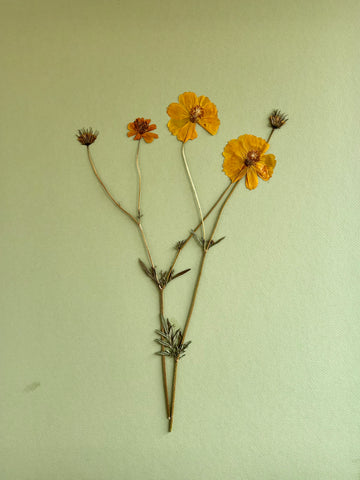 Pressed Coreopsis on Moss Ground