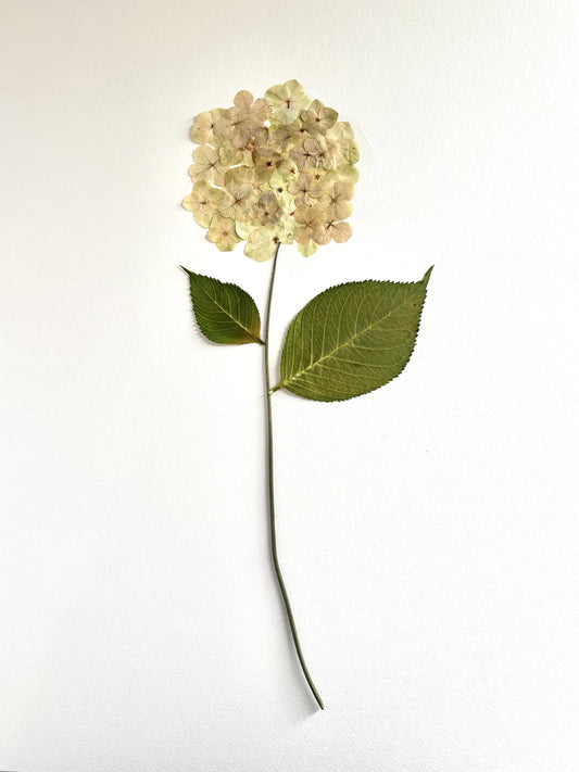 Pressed Creamy Hydrangea
