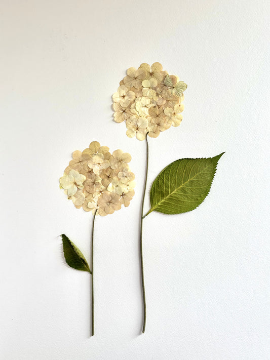 Pressed Creamy Hydrangea