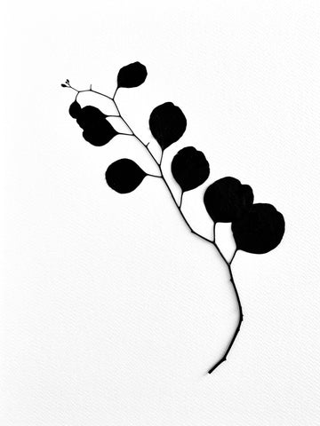 The Tuxedo Collection. Eucalyptus Branch In Black Ink