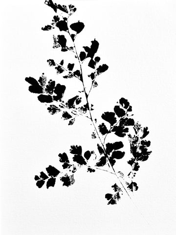 The Tuxedo Collection. Maidenhair Fern Ink Transfer