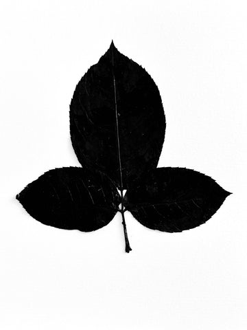 The Tuxedo Collection.  Bladdernut Ink Transfer