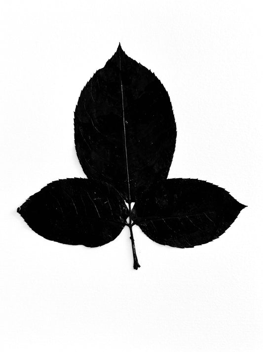 The Tuxedo Collection.  Bladdernut Ink Transfer