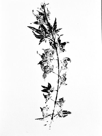 The Tuxedo Collection. Japanese Maple Branch Ink Transfer