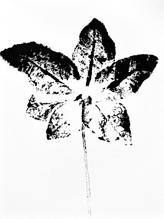 The Tuxedo Collection. Lenten Rose Ink Transfer