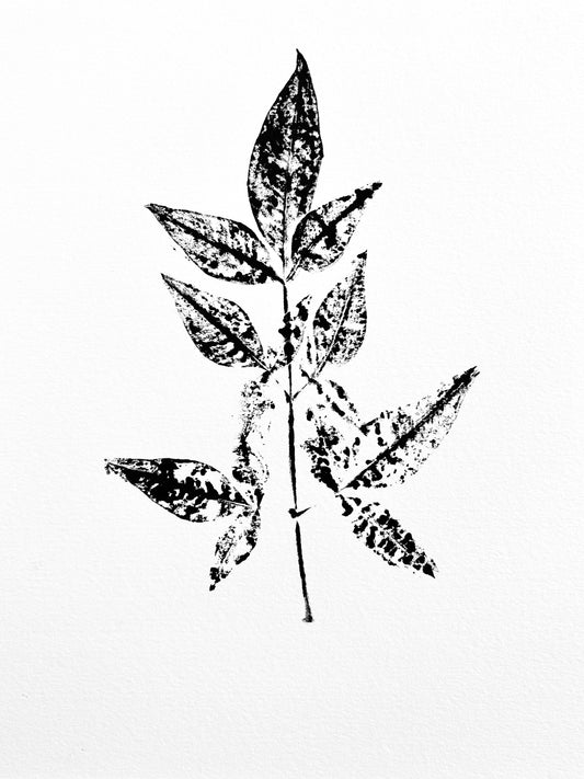 The Tuxedo Collection. Mimosa Ink Transfer