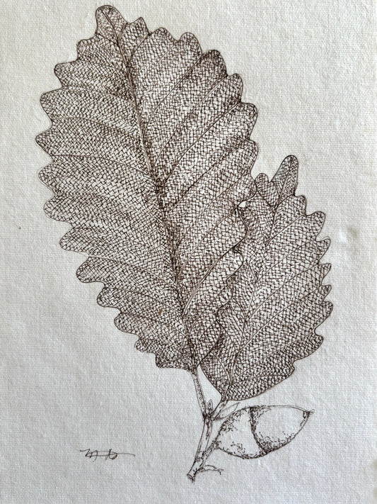Hand Drawn Pin Oak With Acorn On Handmade Paper Unframed