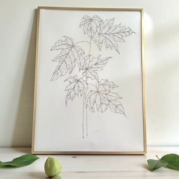 Sketched Maple Branches