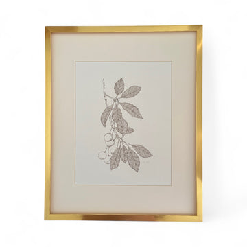 Sketched Wild Cherry Branch