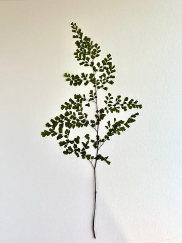 Pressed Asparagus Fern