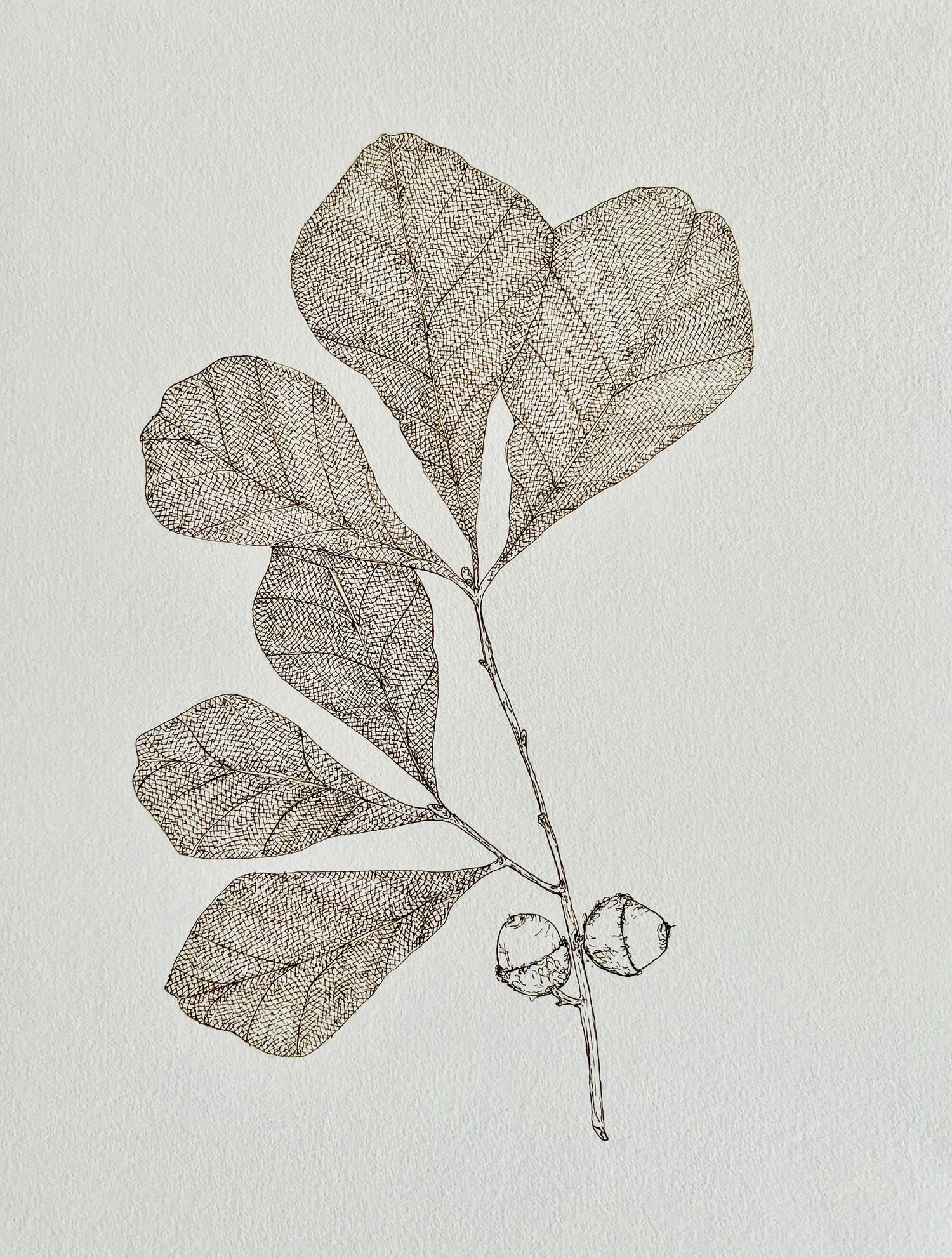 Florals & Other Muses